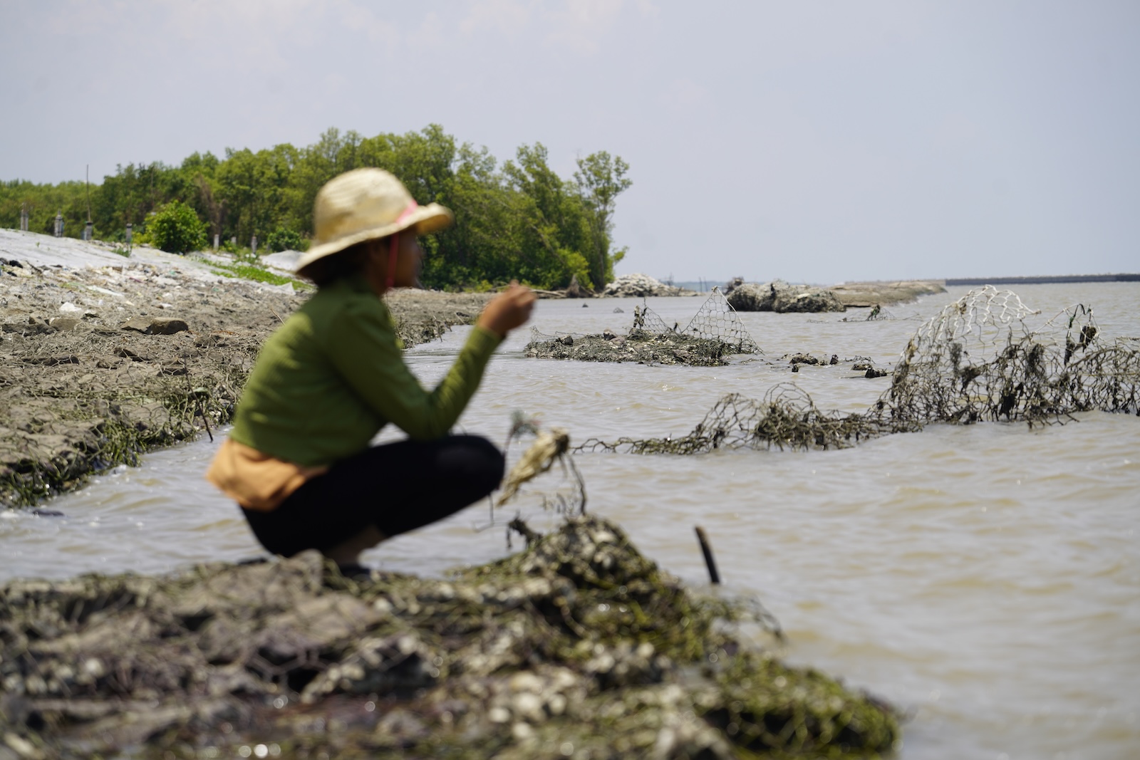 A woman crouches beside oyster-covered breakwater sections at the shoreline
