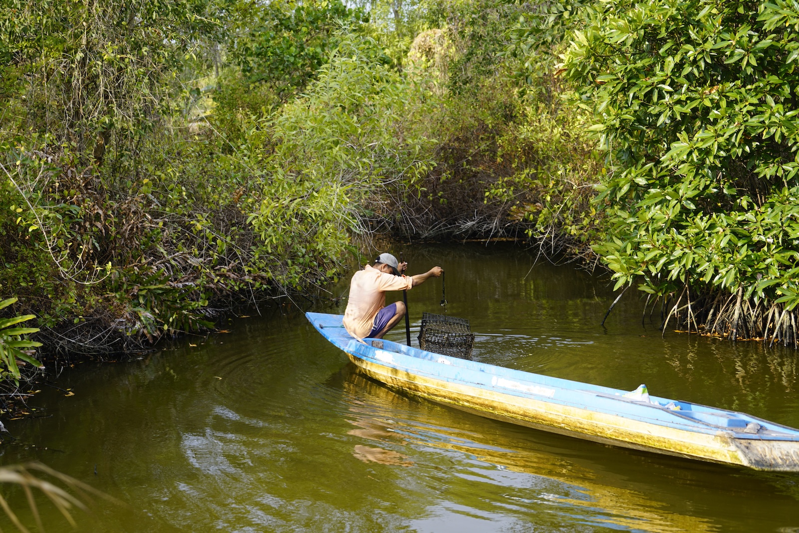 A fisher works a trap from a wooden boat in a mangrove channel
