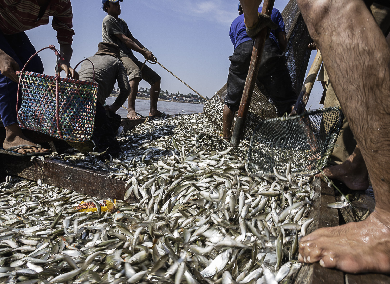 The dai fishery on the Mekong River — one of the world's largest and most productive inland fisheries