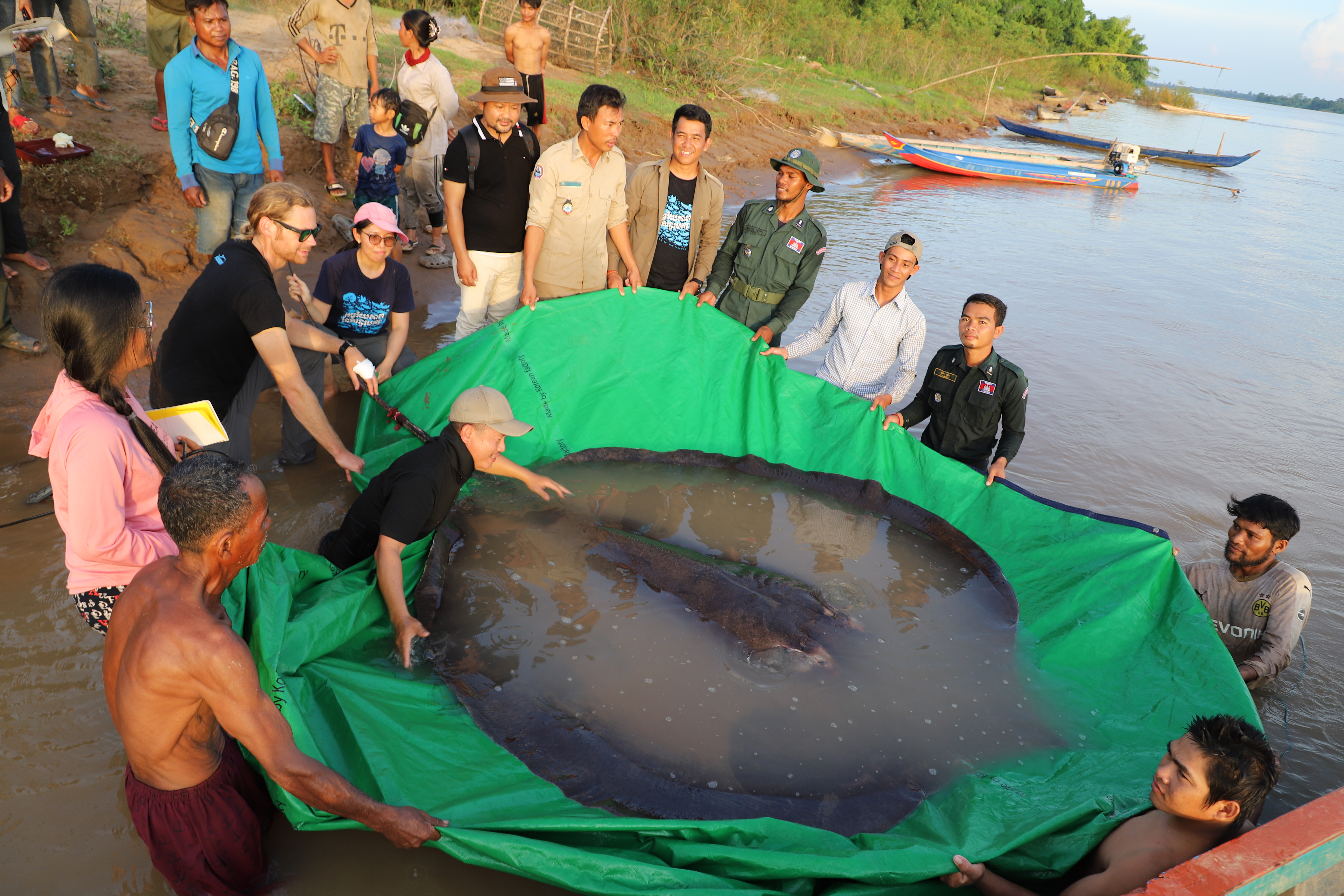 Boramy — a 661-pound giant freshwater stingray, the world record for largest freshwater fish ever recorded, caught in the Mekong River in Cambodia